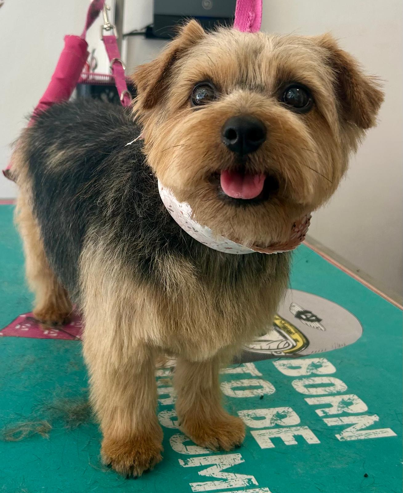 Before & After grooming transformation