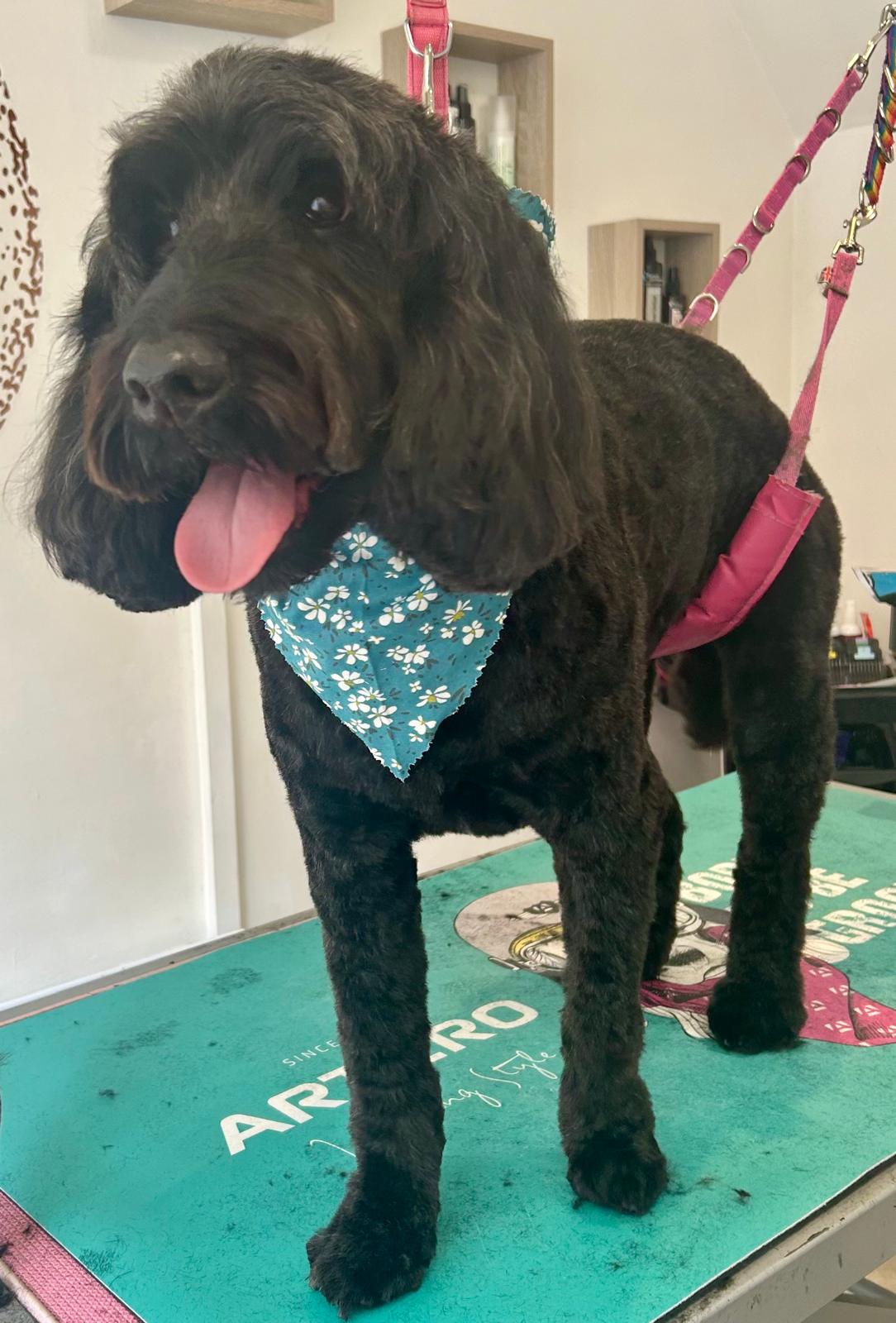 Breed specific grooming